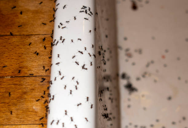 Flea Control Services in Biglerville, PA